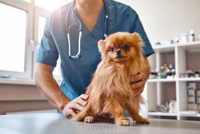 A veterinarian with his patient sitting on an exam table