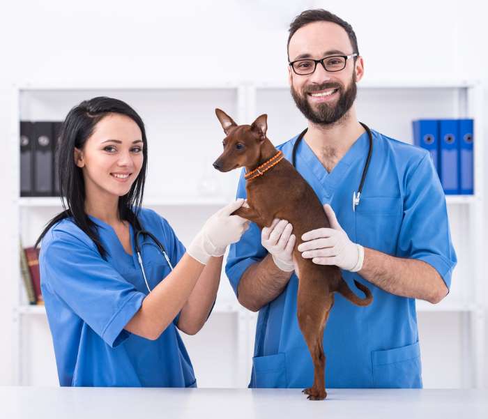 Vet Assistant 13 Top Skills Needed To Be Successful