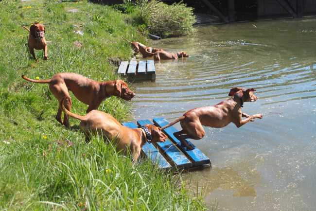 A group of Vizsla dogs are jumping into a small river or stream.