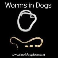 Giardia in Dogs: Another Parasite You Should Know