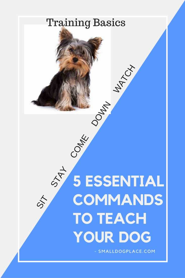 5 Basic Dog Commands Every Small Dog Should Know