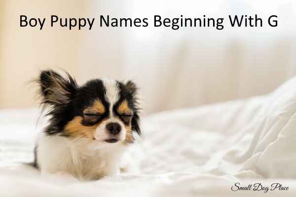 boy-puppy-names-beginning-with-g-small-dog-place