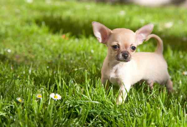 20 Tiny Dogs That Stay Small Forever: World's Smallest Breeds