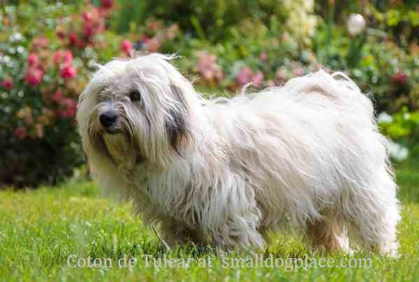 The Coton de Tulear: A Review of This Charmingly Fluffy Ride