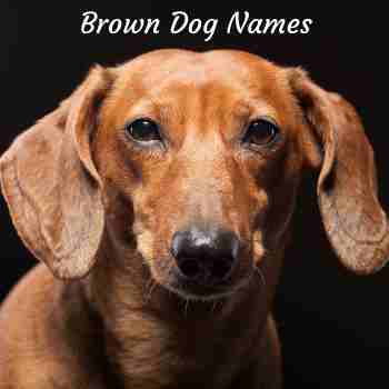 Unique Dog Names by Color: Great Names Based on Hair Color