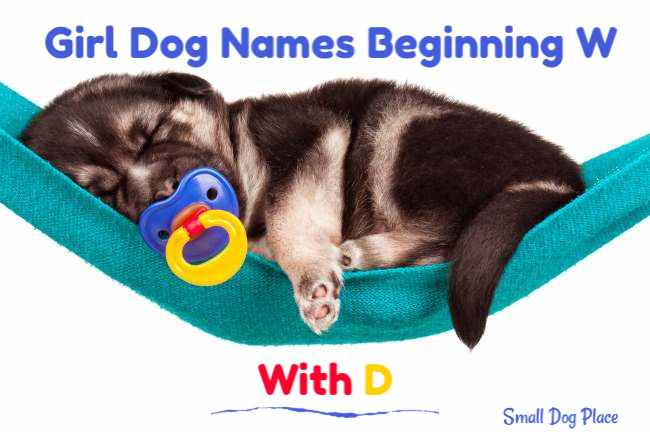 girl-dog-names-beginning-with-d