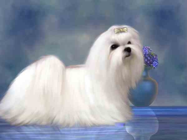 Maltese Dogs Small Dog Place