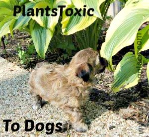 Plants Toxic to Dogs: Poisonous plants to Avoid When Owning a Dog