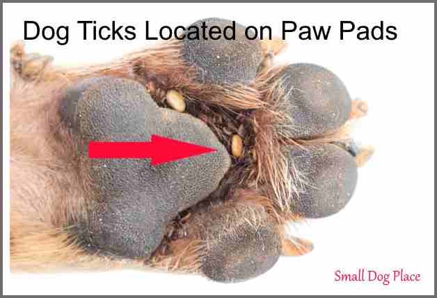 Dog Ticks: Should you be Concerned?