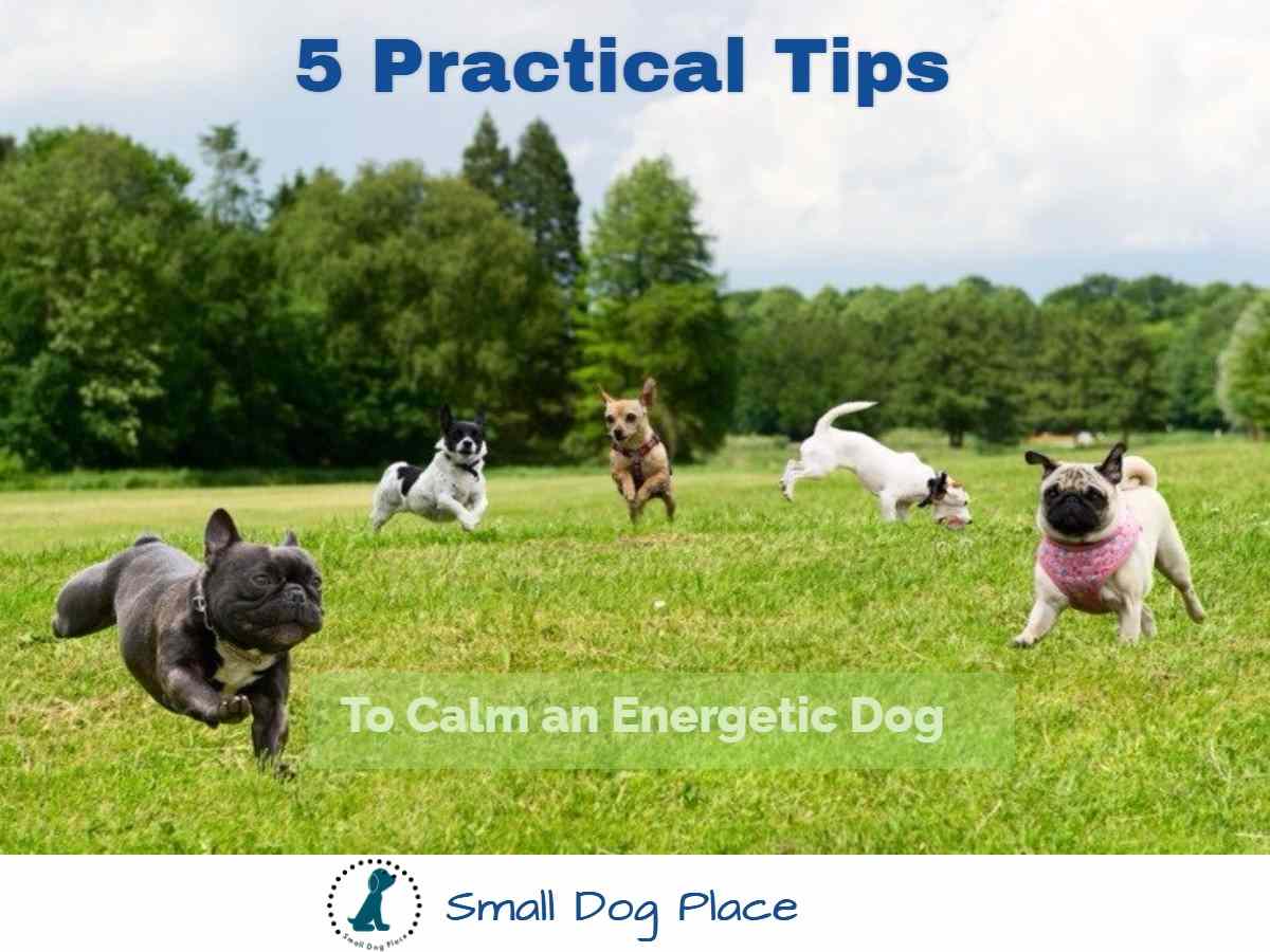 calming-energetic-small-dogs-5-practical-tips-to-try-now