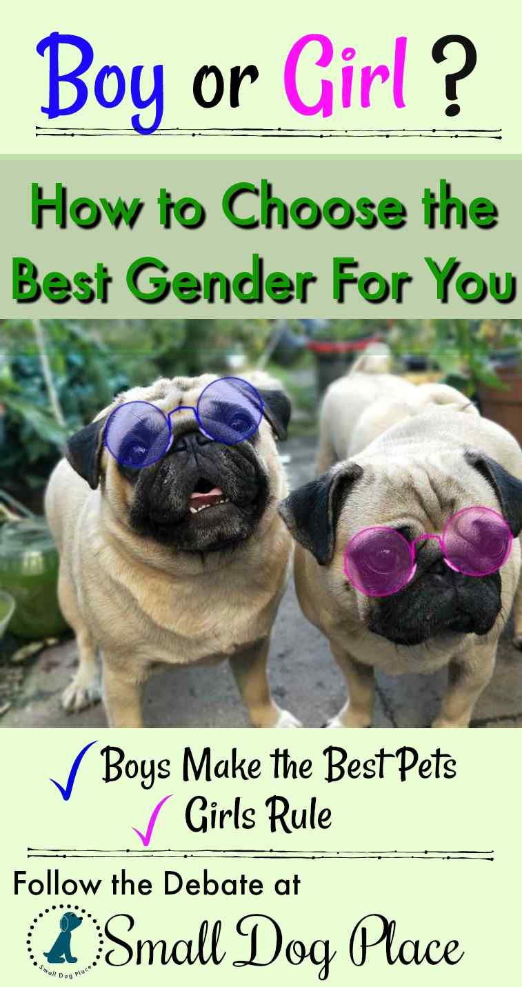 Choose the Best Gender for Your New Dog - Small Dog Place