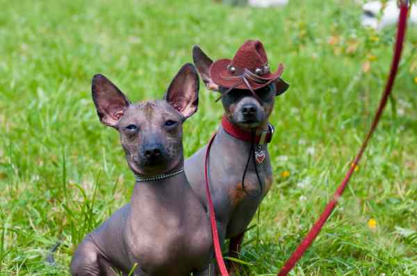 Xoloitzcuintli, The Mexican Hairless Dog - Small Dog Place