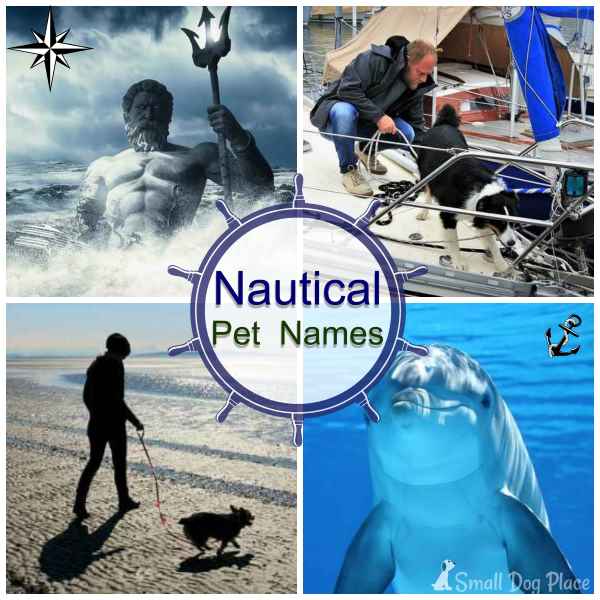 ocean-and-nautical-pet-names-for-your-new-puppy-or-kitten