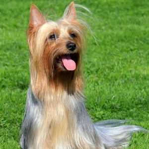 Silky Terrier - Temperament, Health, History and More