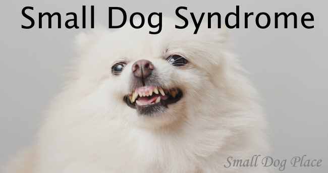 Small Dog Syndrome: Are we really the cause?